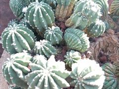 -南通洲际绿博园