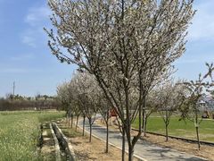 -武汉紫薇都市田园