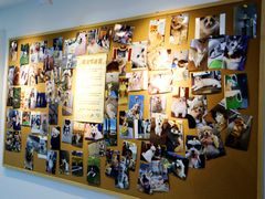 -翊宠yipet猫狗购宠庄园犬舍•猫舍