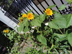 -上海市闵行科技幼儿园