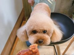 -八公叔叔宠物美容连锁(春申店)