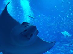 -迪拜水族馆及水下动物园
