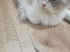 -Bastet sally猫舍购宠(静安店)