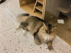 -猫域·湾主题猫咖·宠物吧(南坪城市广场店)