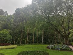 -莫里热带雨林景区