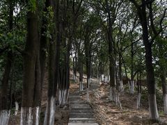 -火炉山森林公园