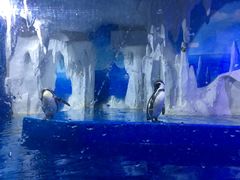 -多彩贵州城极地海洋世界
