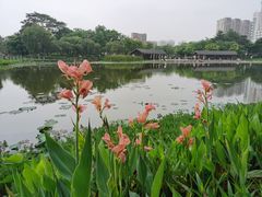 -映月湖公园