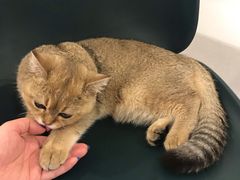 -飞行喵MR PILOT|猫舍·猫咖(静安大融城店)