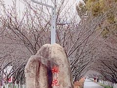 -高东镇樱花园