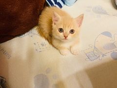 -飞行喵MR PILOT|猫舍·猫咖(静安大融城店)