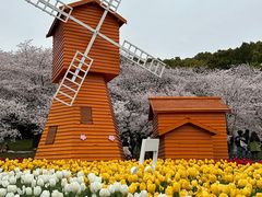 -苏州上方山国家森林公园