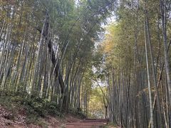 -西湖风景区十里琅珰-五云山