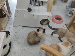 -喵园·猫主题咖啡厅·撸猫·猫咖(国贸店)