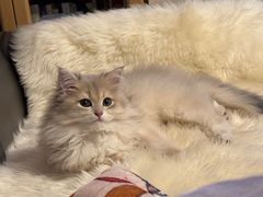 -东方名猫馆·英短金渐层布偶猫舍(环线广场1号楼店)