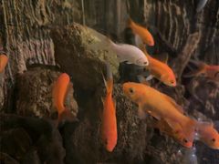 -圣爵菲斯大酒店(长沙世界之窗店)