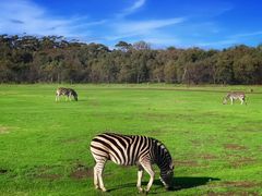 -威勒比开放式动物园