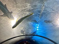 -太平洋海底世界