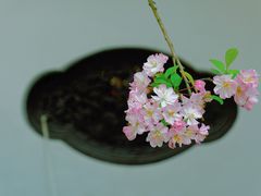 -棠湖公园