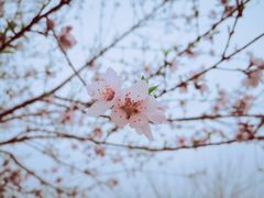 -桐乡植物园