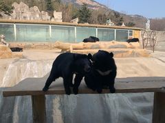 -东方熊牧场