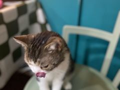 -猫小院猫主题餐厅(南锣旗舰店)