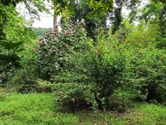 -华南国家植物园-售票处