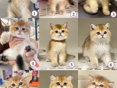 -lincat·猫舍(广州店)