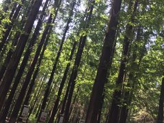 -日照海滨国家森林公园