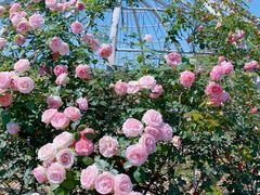 -都江堰玫瑰花溪谷
