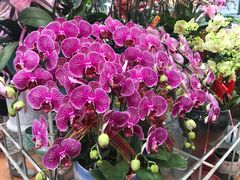 -双季花艺园艺市场(浦东店)