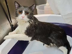 -PETKIT小佩宠物·低压洗护(国顺东路店)