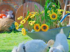 -HERRE·FARM 赫尔露营农场·团建聚会包场