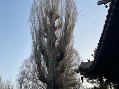 -张掖大佛寺景区