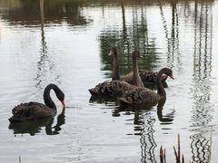 -昆山城市生态森林公园