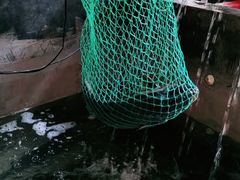 -抚仙湖生态石锅鱼野生菌(告庄店)