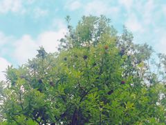 -宝岩生态观光园