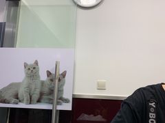 -顺强宠物诊所·狂犬免疫·夜诊·骨科(嘉定店)