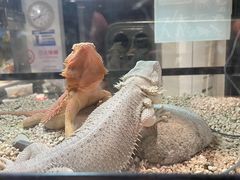 -酷以爬仙阁实体爬宠店·守宫·蜥蜴·专业繁育