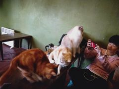 -猫猫幼稚园·撸猫·桌游·电玩