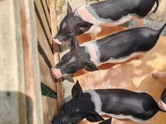 -HERRE·FARM 赫尔露营农场·团建聚会包场