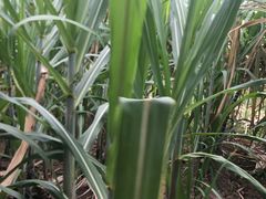 -万源龙顺度假庄园生态观光园