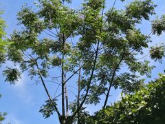 -旅马餐厅(茅家埠店)