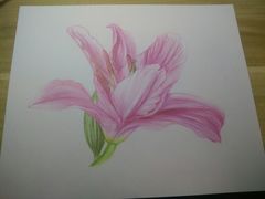 彩铅成品-八哥美术·成人美术画室(总校区)