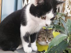 -喵屿·大理花园猫咖