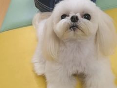 -翊宠yipet猫狗购宠庄园犬舍•猫舍