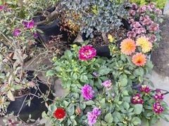 -龙大花卉苗木市场