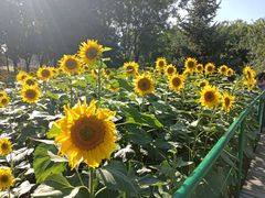 -长白岛森林公园