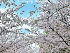 -高东镇樱花园