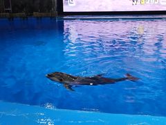 -芜湖新华联大白鲸海洋公园